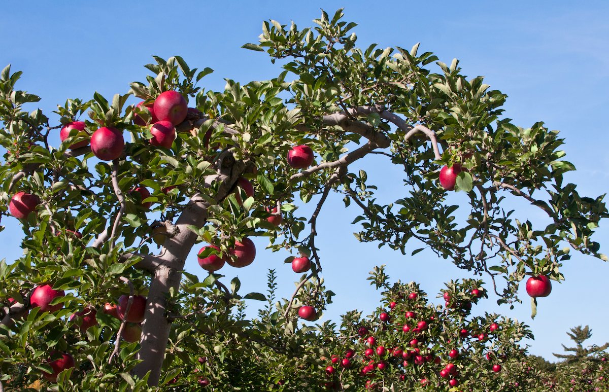 Autumn sunlight through a Northumbrian orchard