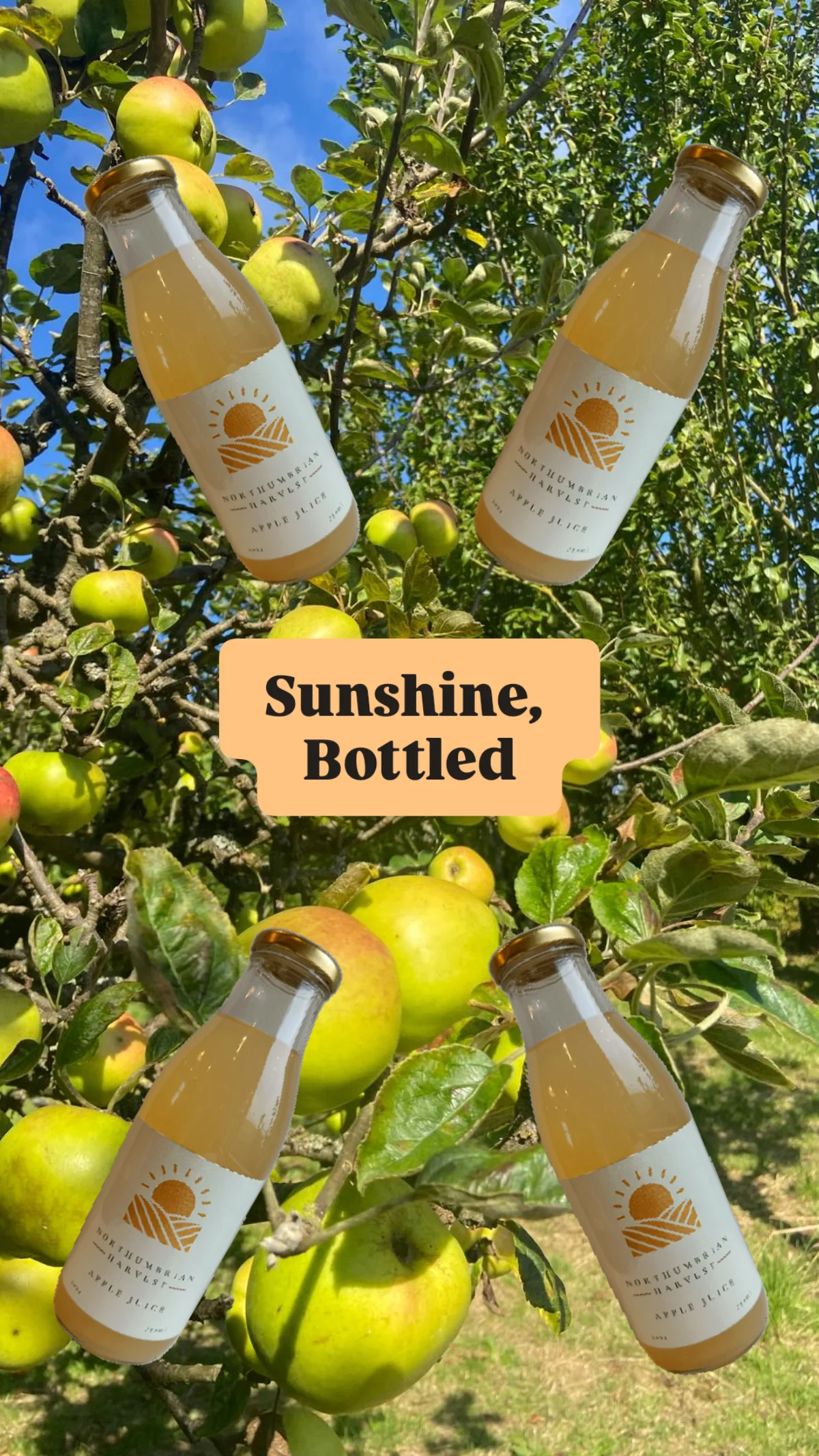 Apples on tree with overlay 'Sunshine Bottled'